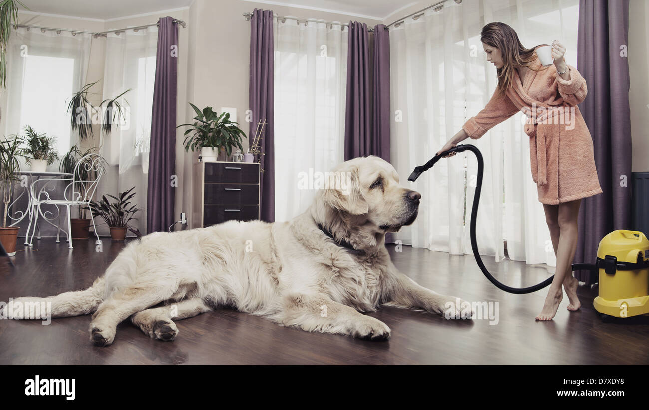 Junge Frau Reinigung großer Süß Hund Stockfoto