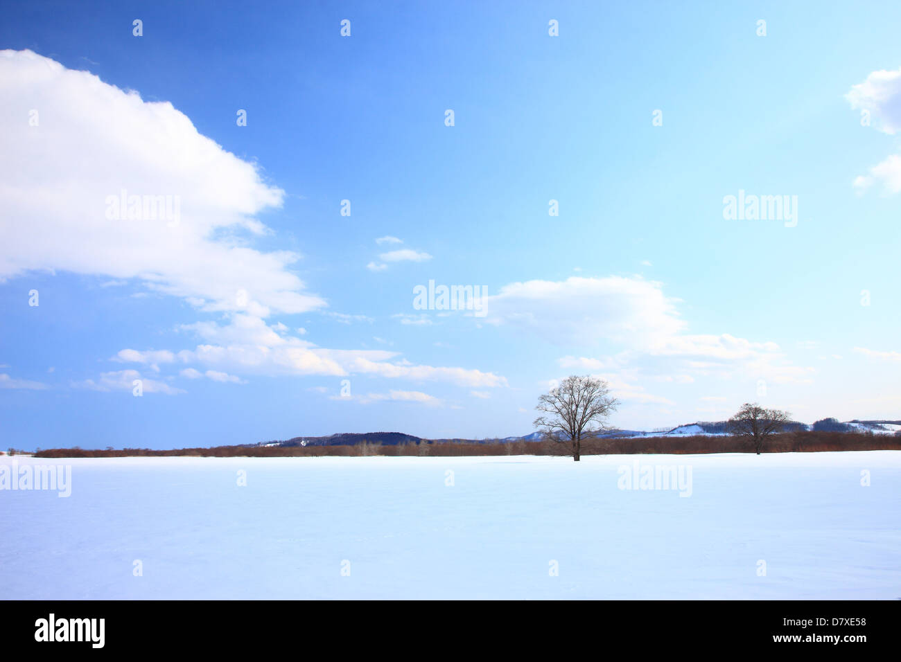 Baum im Schnee, Hokkaido Stockfoto