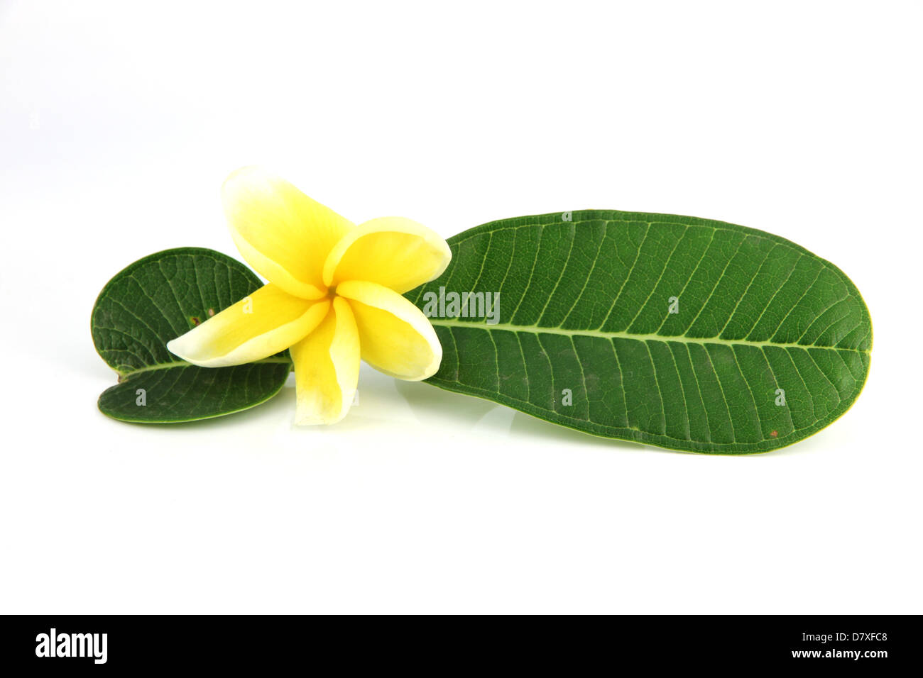 Gelbe Blumen und grünen Blättern auf einem weißen Hintergrund. Stockfoto