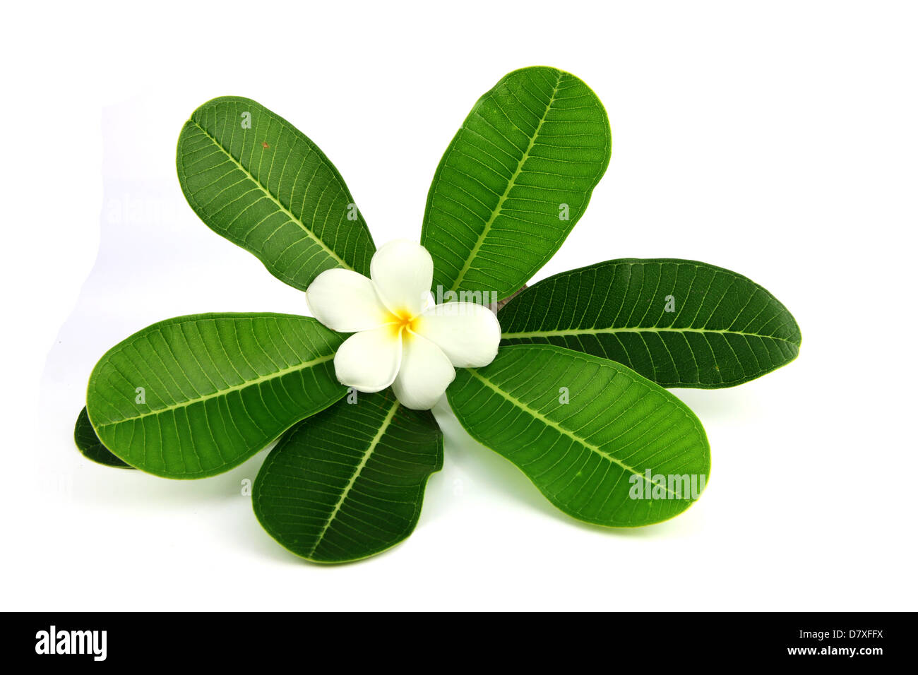 Die weiße Blume und grünem Blatt auf dem weißen Hintergrund. Stockfoto