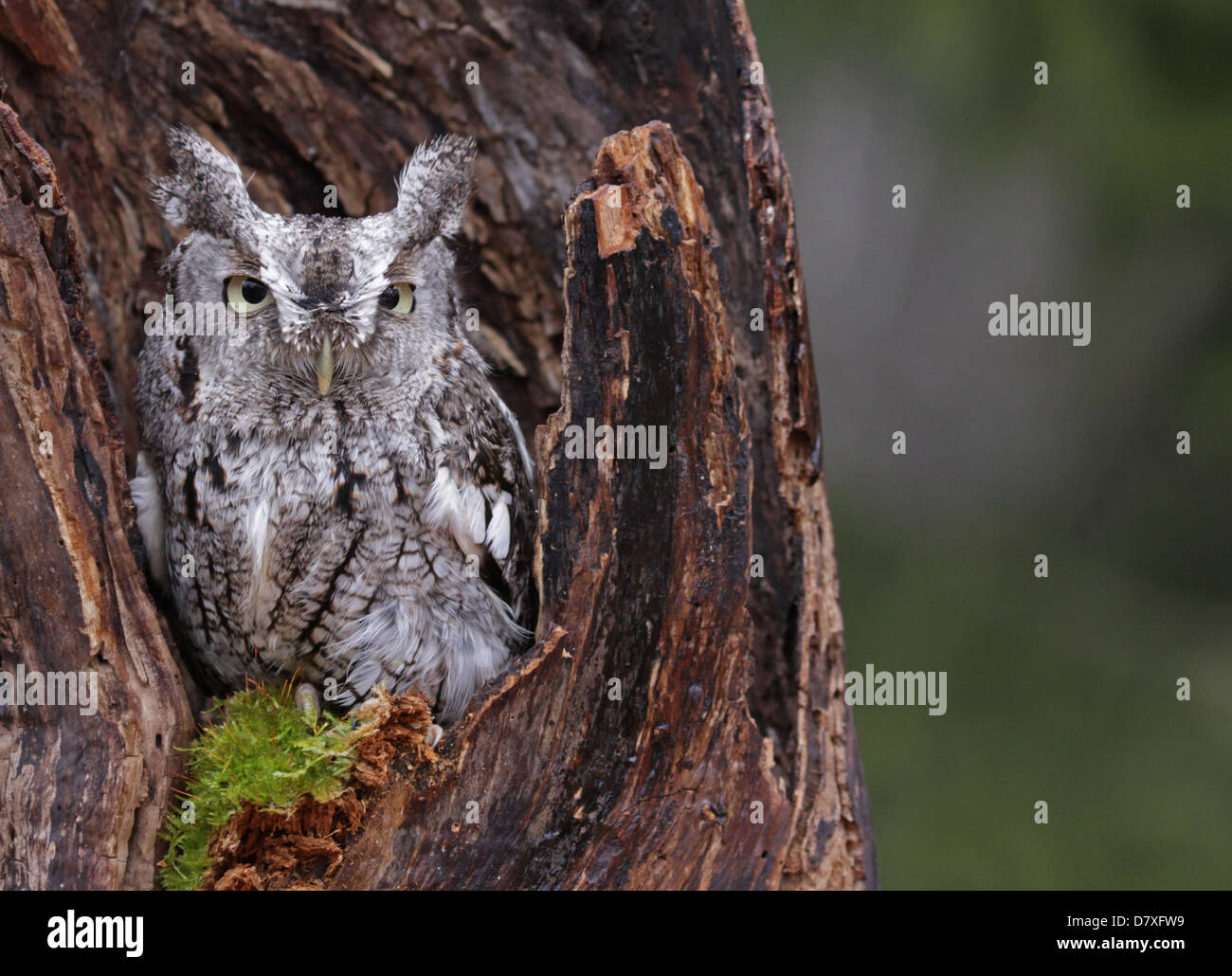 Käuzchen, die auf der Suche von stumpf Stockfoto