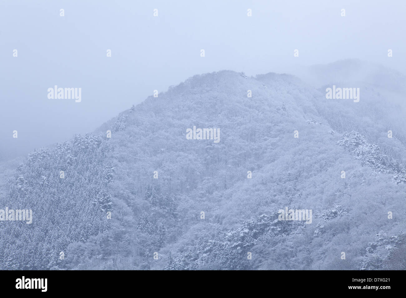 Wald bedeckt mit Schnee, Okutama Stockfoto