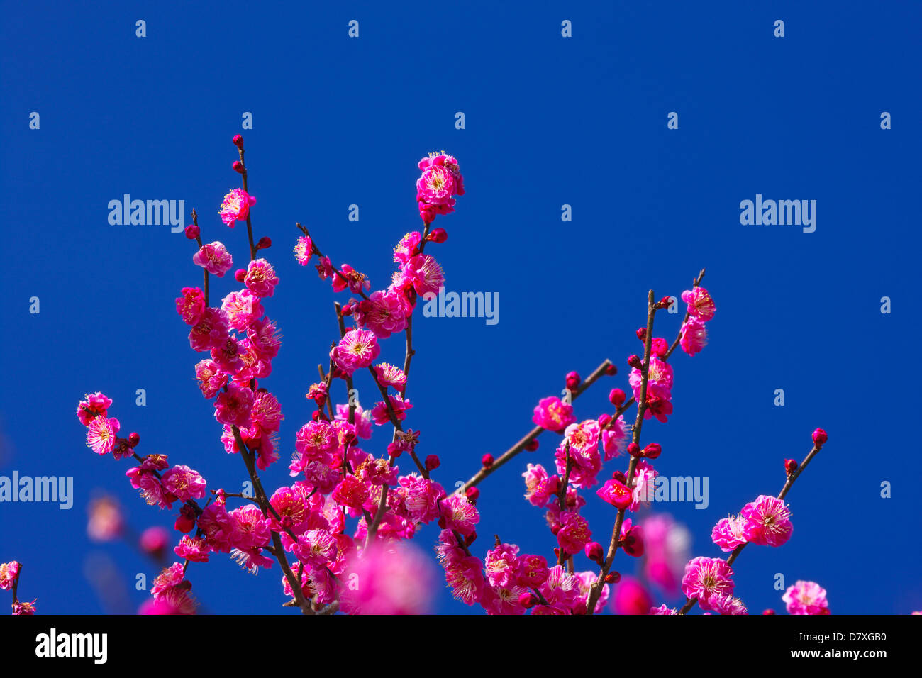 Rot Pflaume Blumen und blauer Himmel, Präfektur Shizuoka Stockfoto