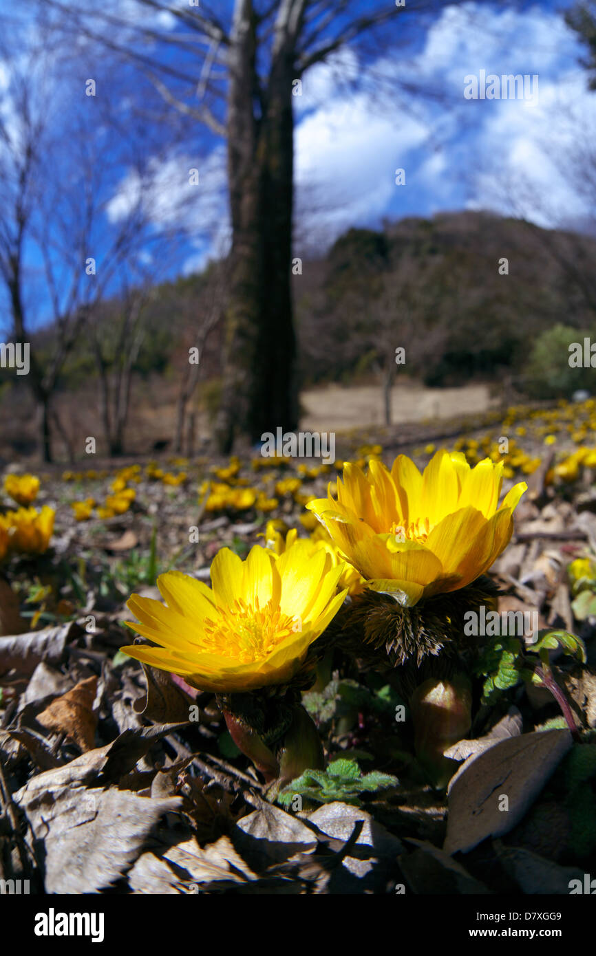 Adonis Blumen, Präfektur Saitama Stockfoto