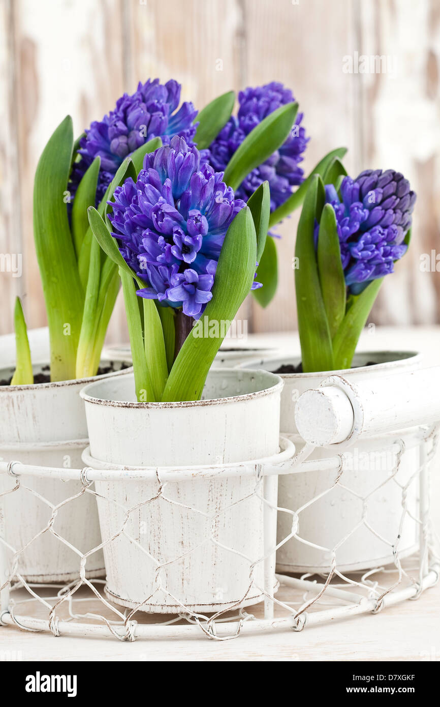 Porträtaufnahme von blau und lila Hyazinthe Blumen in weißen Töpfen abgenutzte Holz im Hintergrund. Stockfoto
