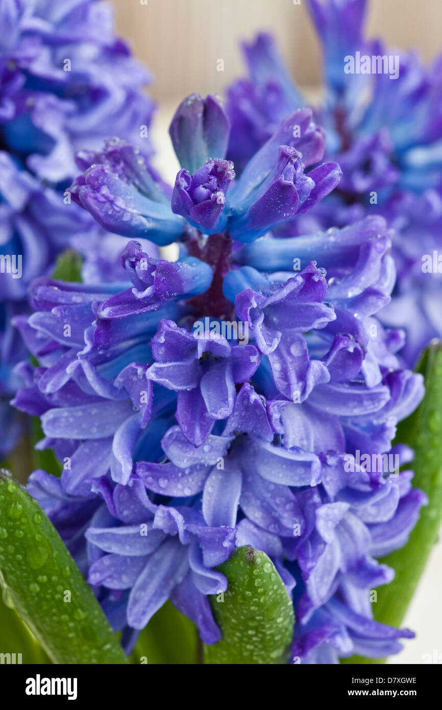 Porträtaufnahme von blau und lila Hyazinthe Blumen getragen Holz im Hintergrund. Stockfoto