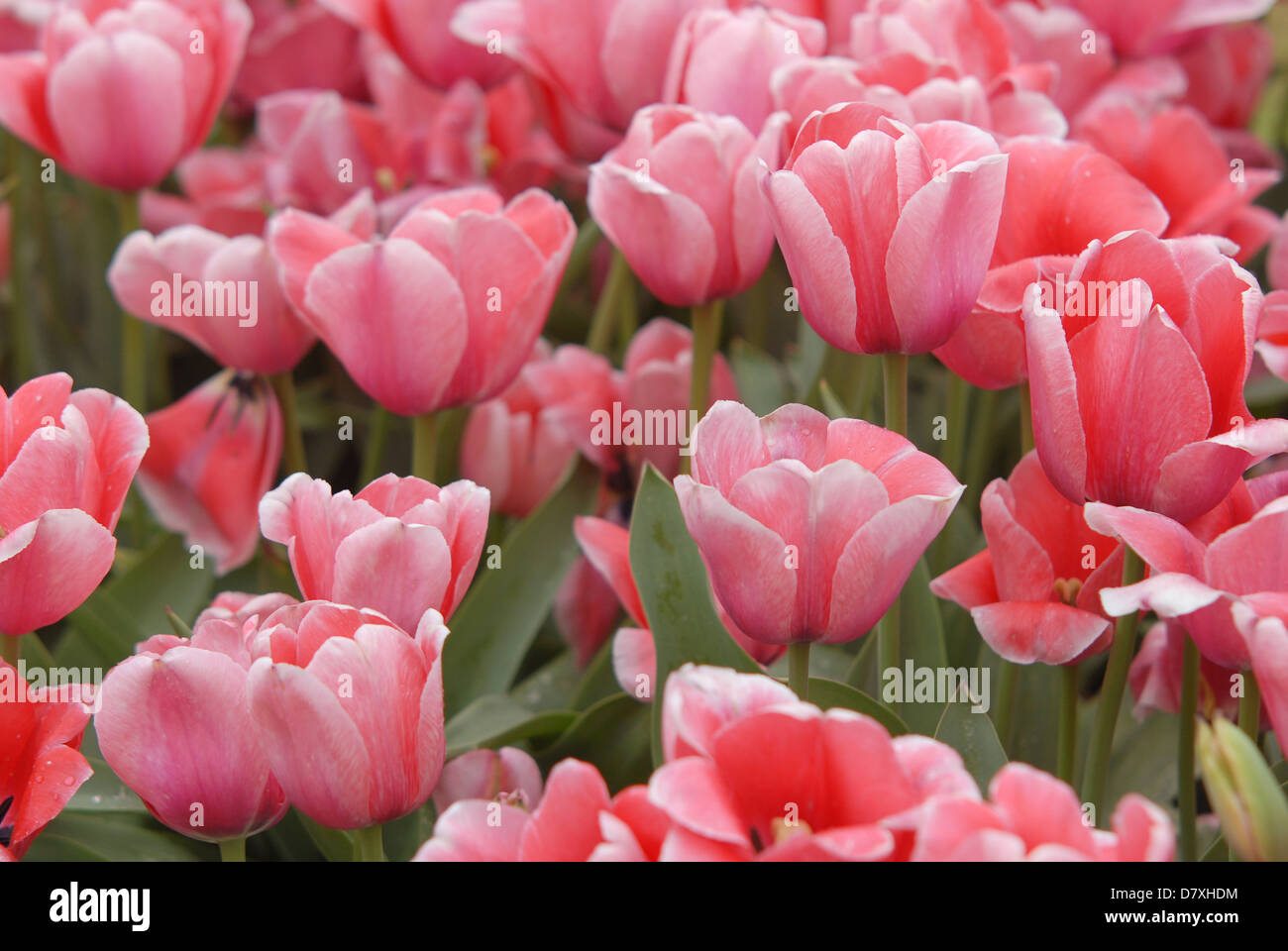 Entwerfen Sie Eindruck Tulpen mit verschiedenen Schattierungen von Rosa in jedes Blütenblatt. Stockfoto