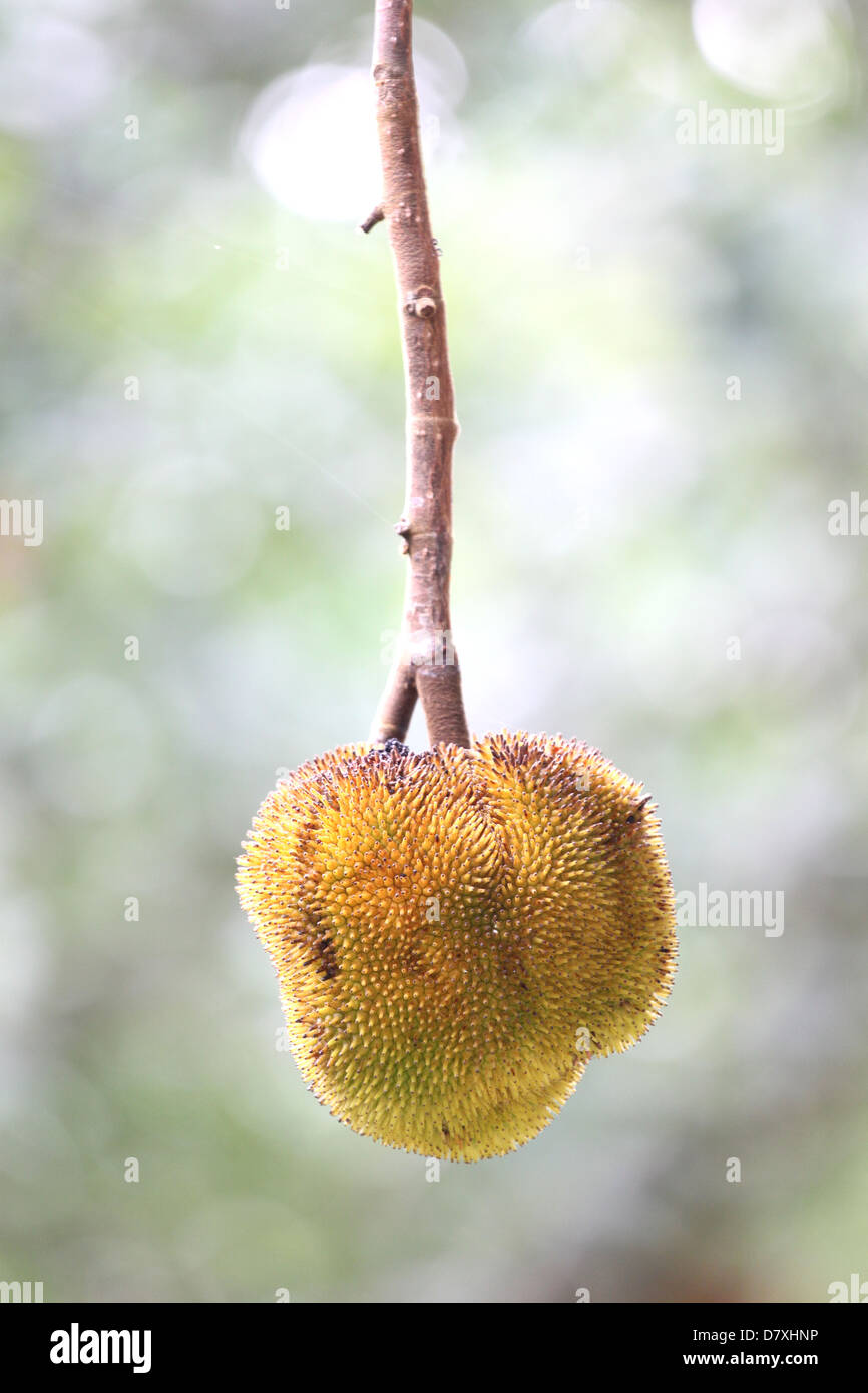 Die kleine Jackfruit es hat einen süßen Geschmack. Stockfoto
