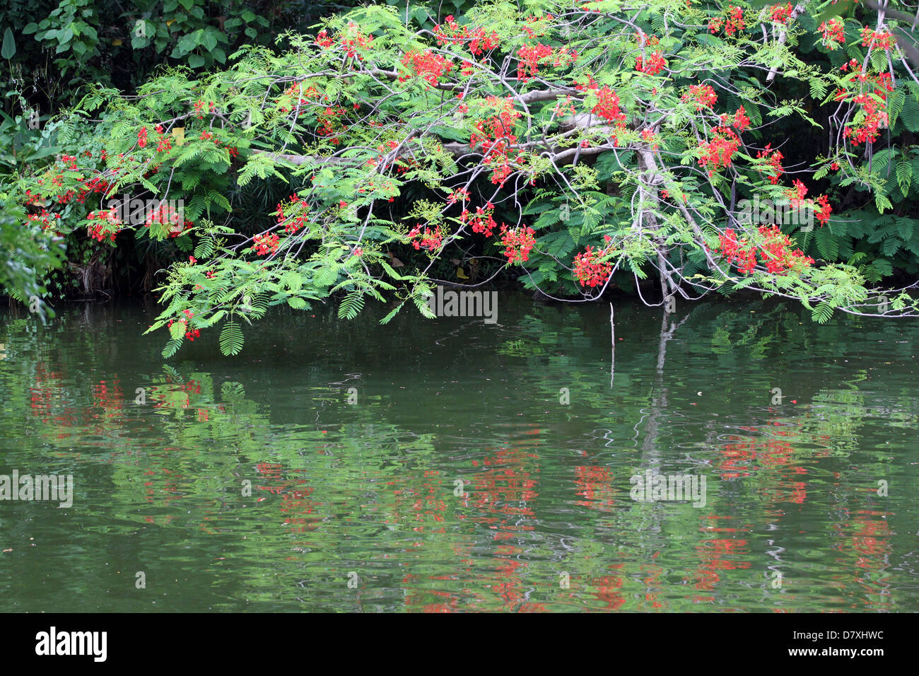 Rote Blumen in der Nähe des Wassers kann man den Schatten eines Baumes. Stockfoto