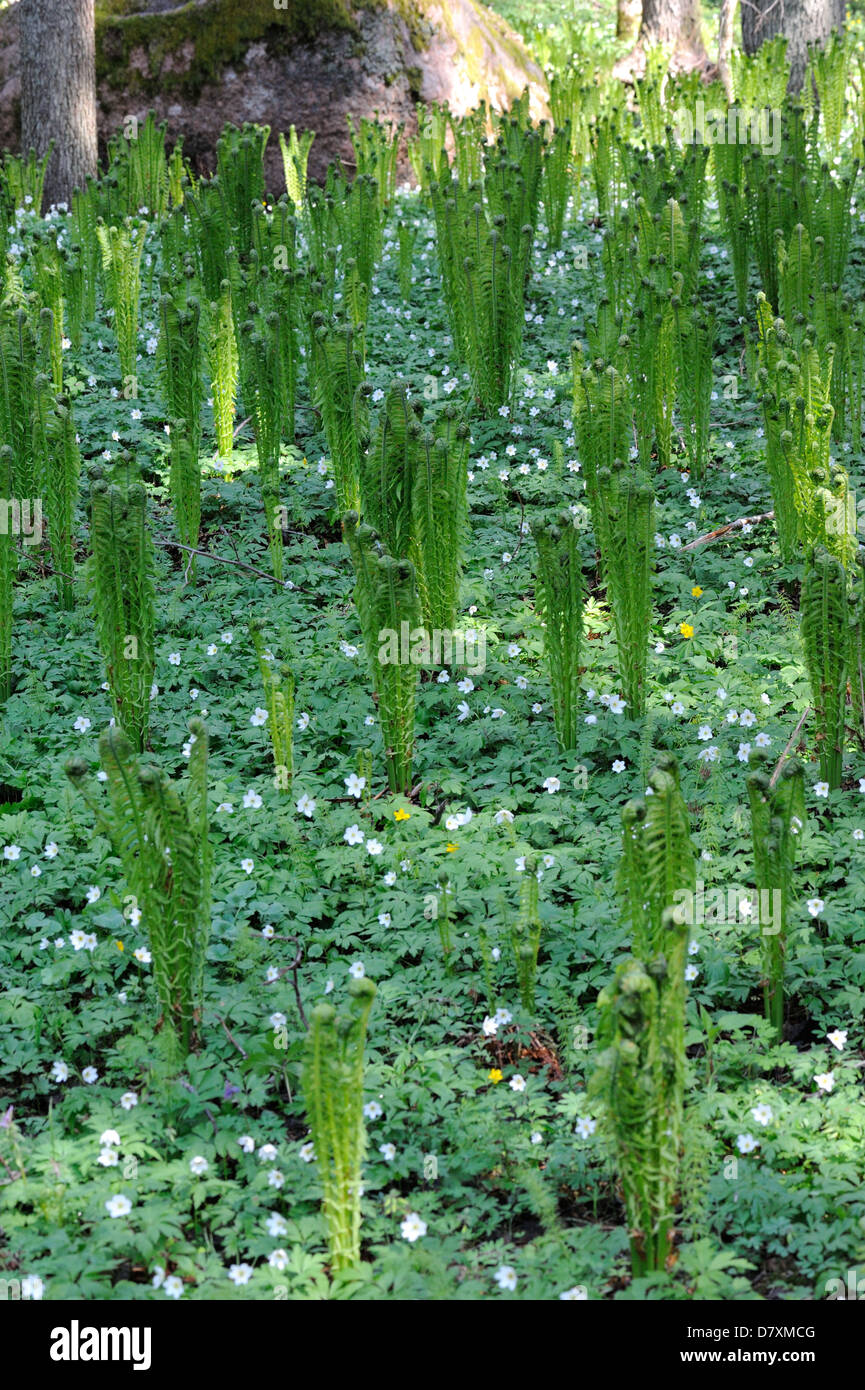 Blätter der Federball Farn (Matteuccia Struthiopteris) am Ufer eines Flusses in der Mitte Mai Stockfoto