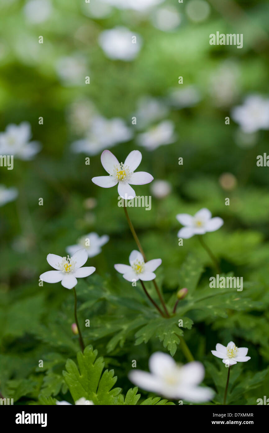 Anemone Blumen Stockfoto