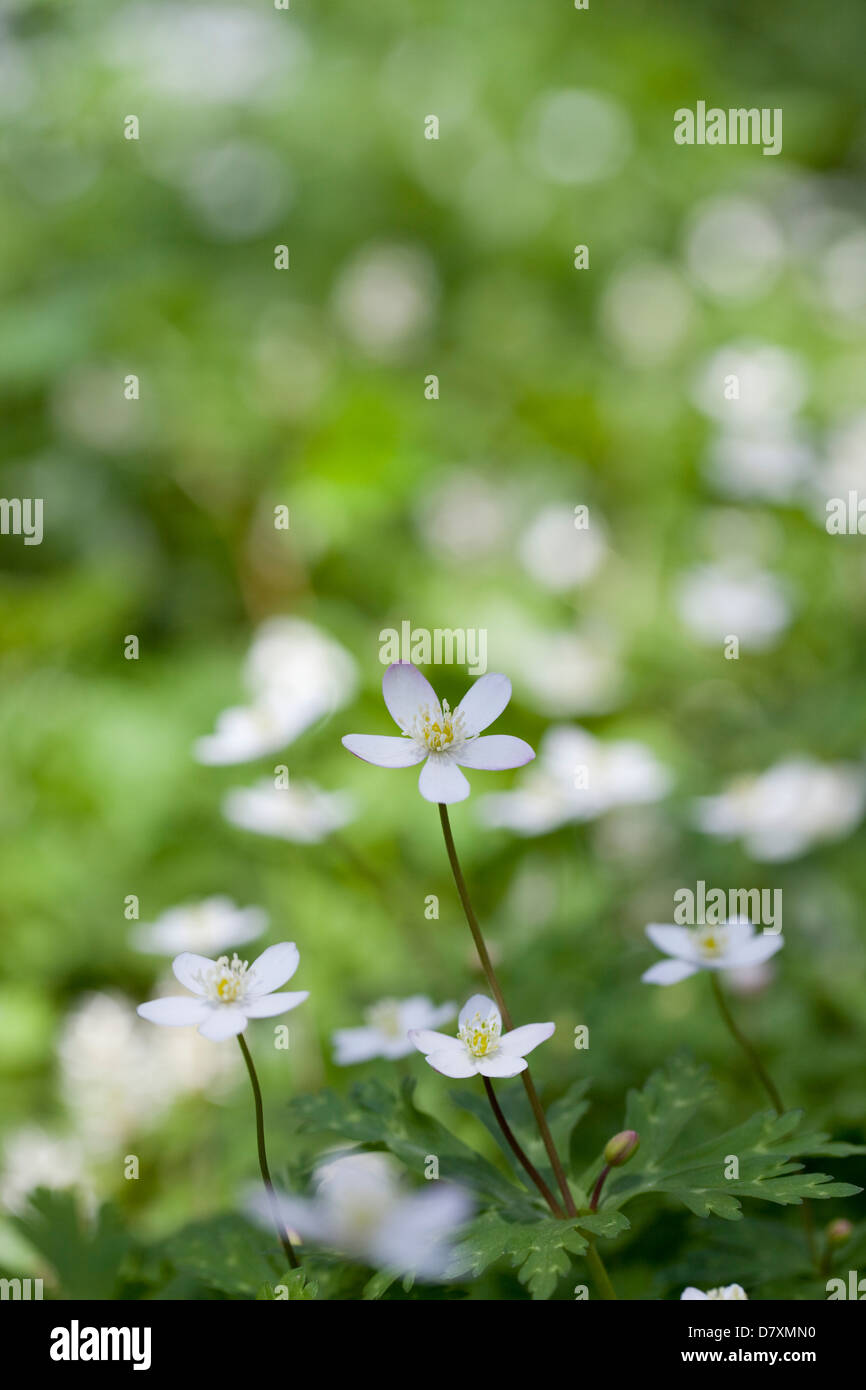 Anemone Blumen Stockfoto