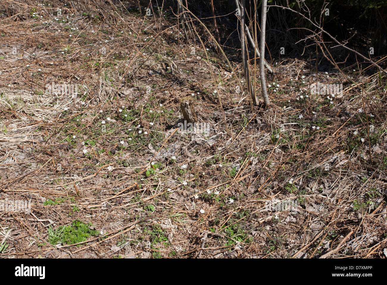 Anemone Nemorosa, Buschwindröschen Blumen, Finnland Stockfoto