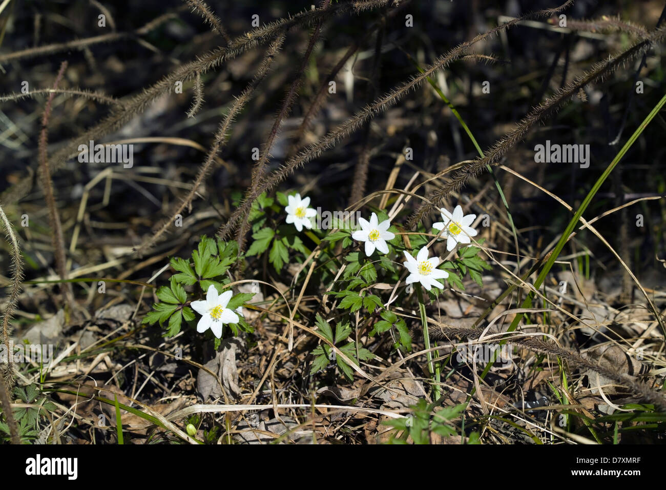 Anemone Nemorosa, Buschwindröschen Blumen, Finnland Stockfoto
