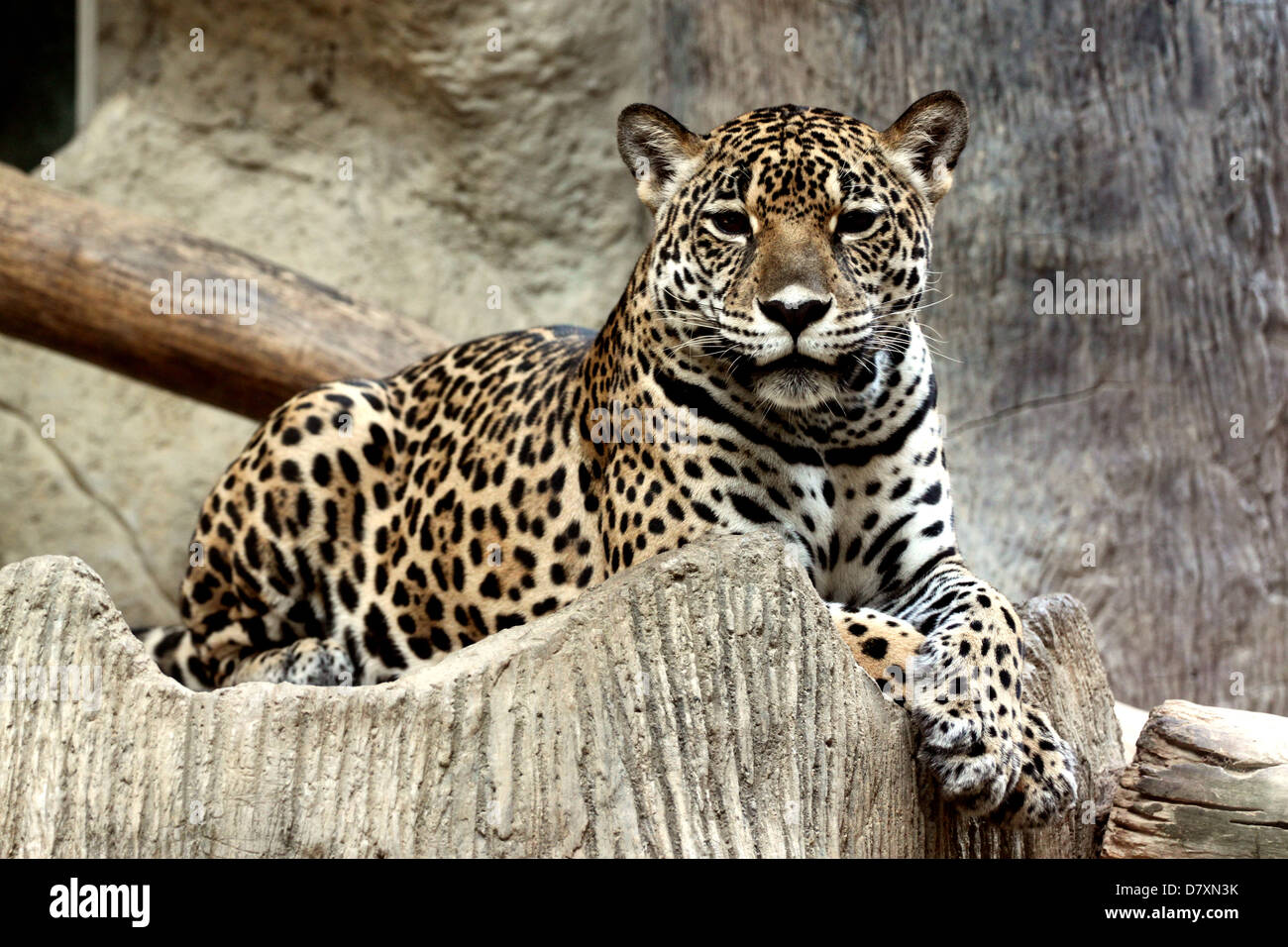 Leopard war gerade etwas sehr interessantes. Stockfoto