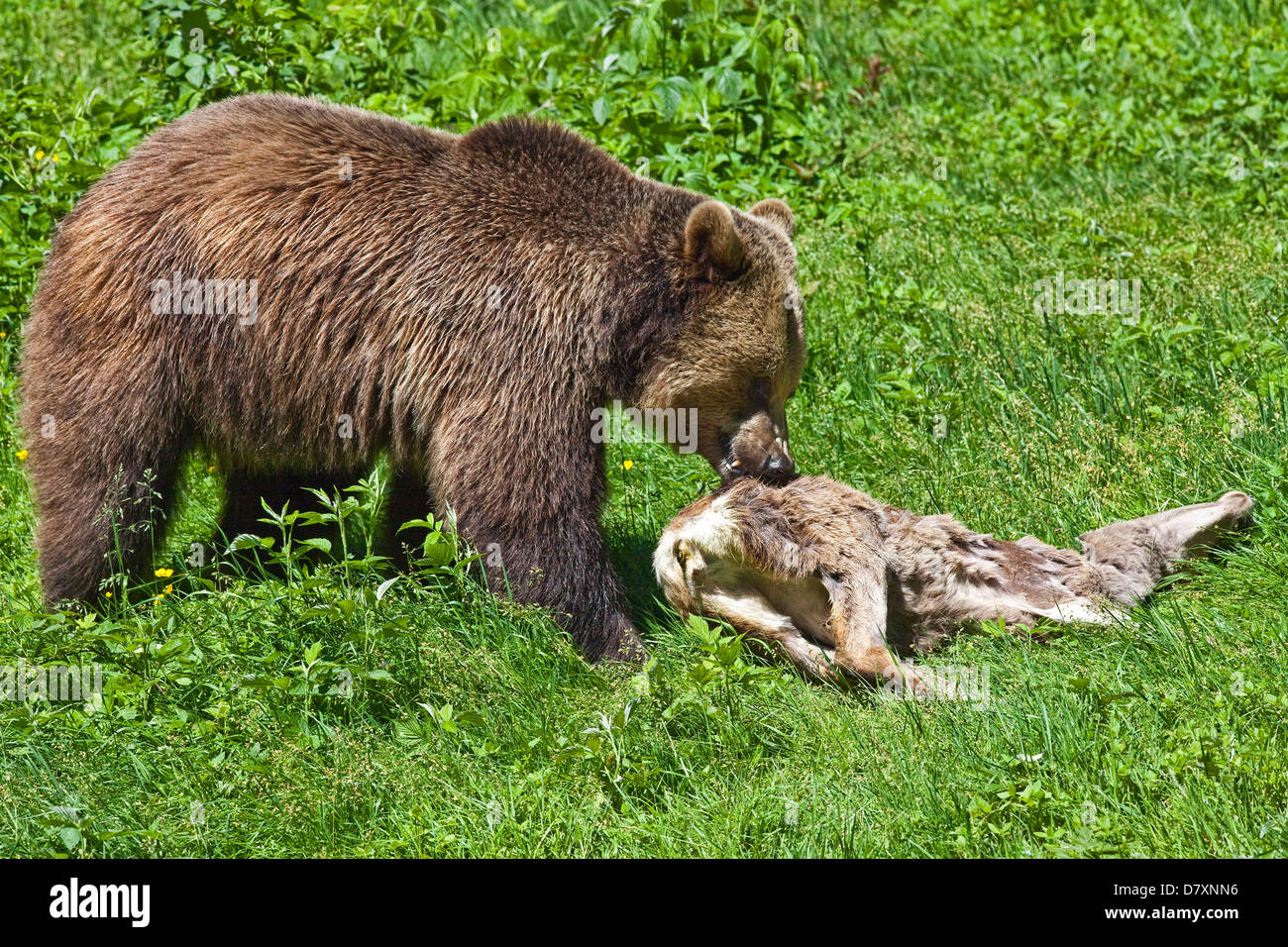 Brauner Bär mit Beute Stockfoto