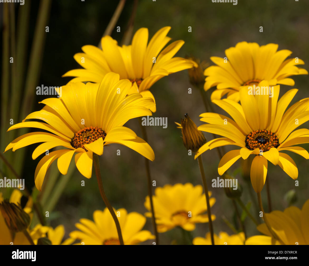 Gelbes Gänseblümchen Stockfoto