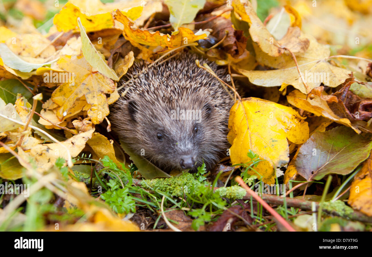 Europäische Igel versteckt unter Blätter im Garten Stockfotografie Alamy