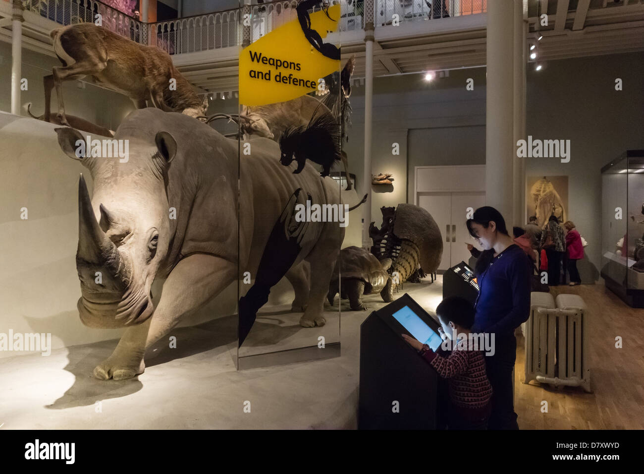 National Museum of Scotland in Chambers Street, Edinburgh - gefüllte Rhino (Horn mit Replik ersetzt) Stockfoto