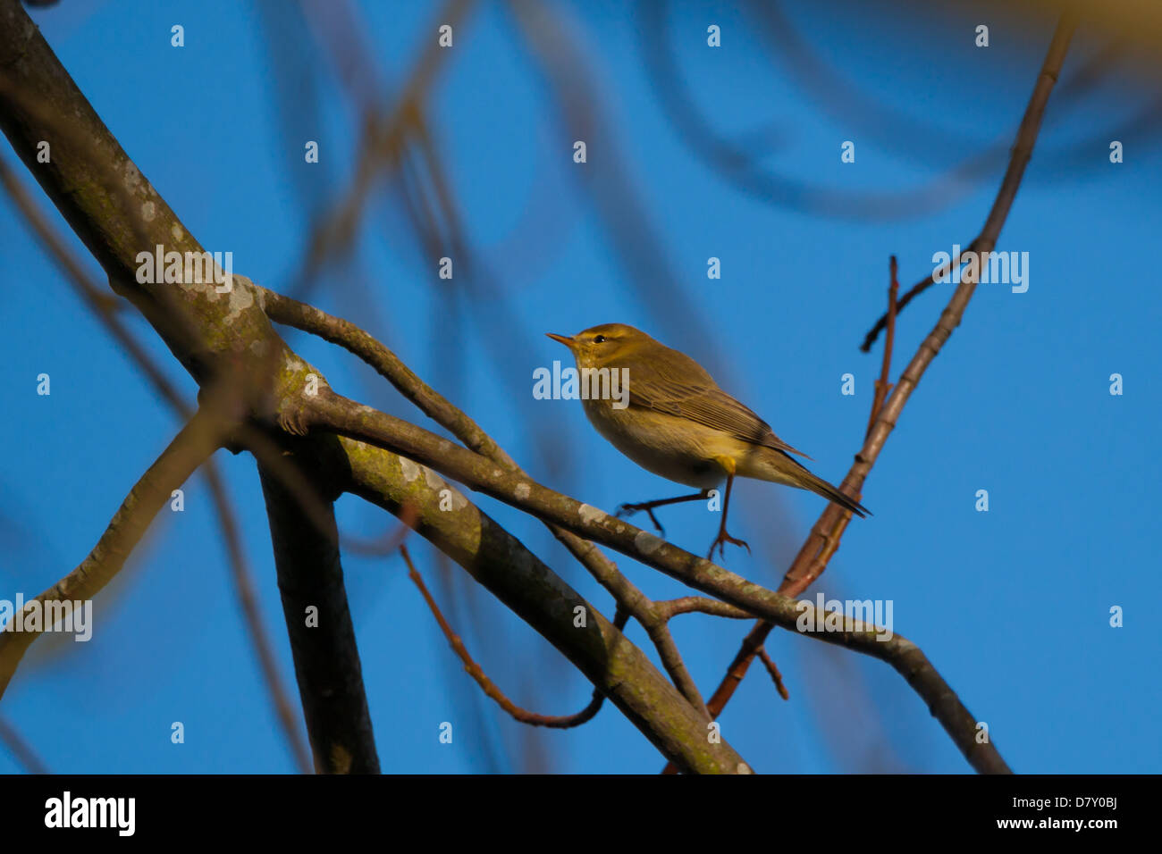 Gemeinsamen Zilpzalp kleine wandernde Singvogel fotografiert in Kelso, Schottland, neben Fluss Tweed, April Stockfoto