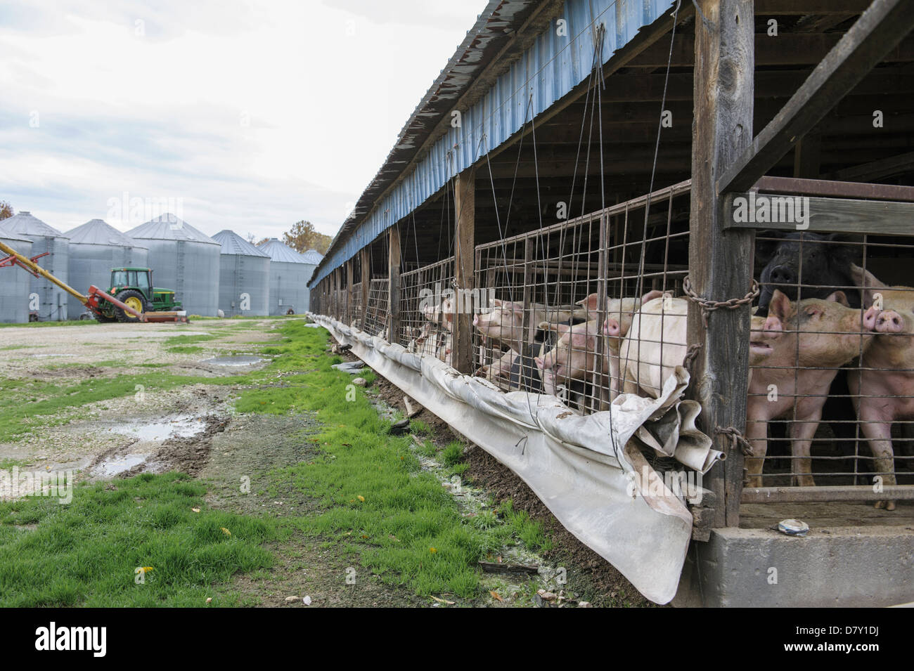 Schweine im Gehäuse auf Bauernhof Stockfoto