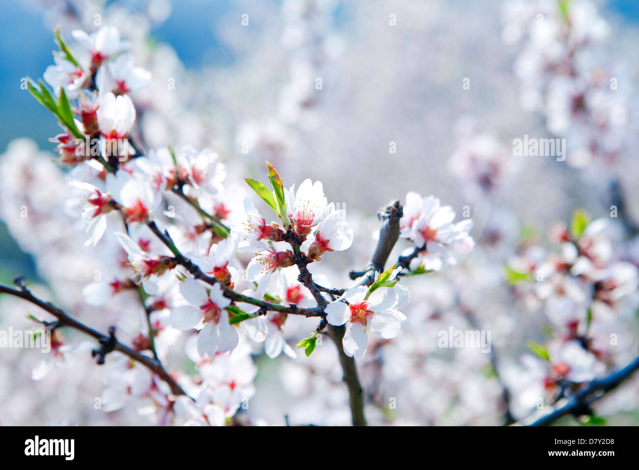 Kirschbaum in Blüte im Frühjahr Stockfoto