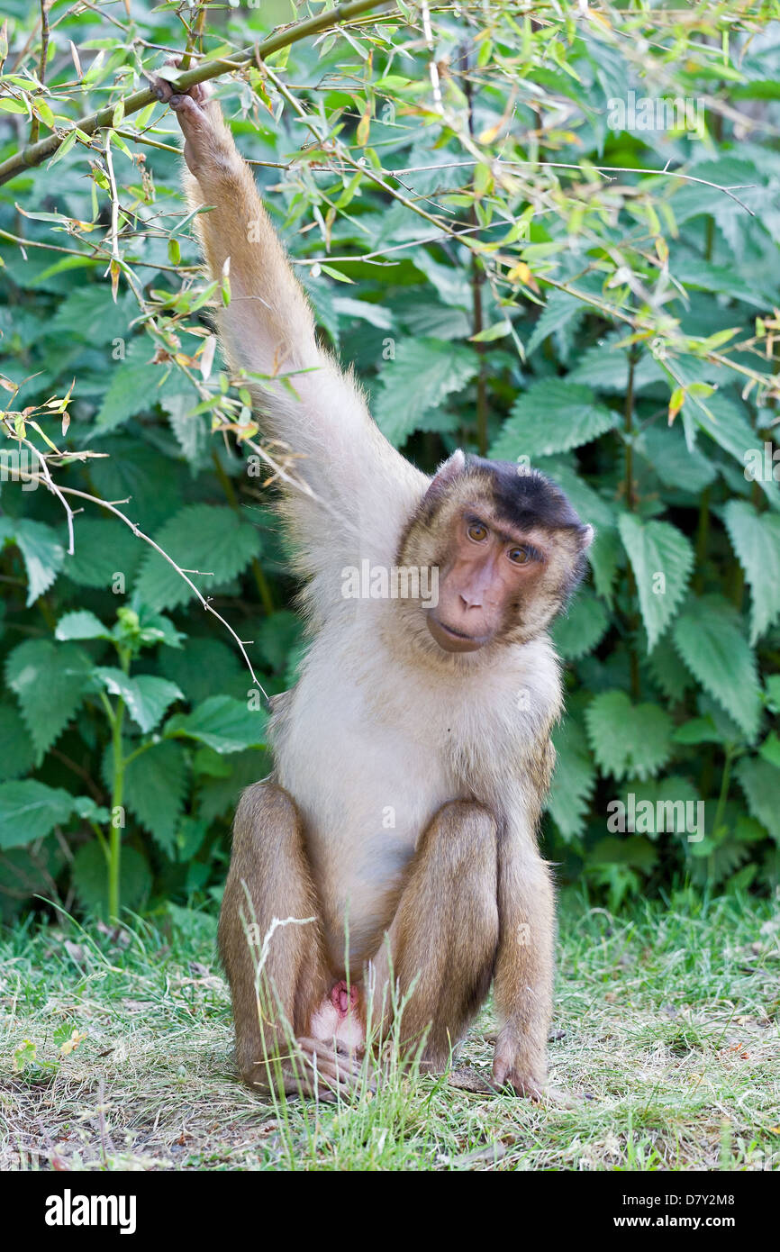 Südlichen Schwein-tailed Macaque Stockfoto