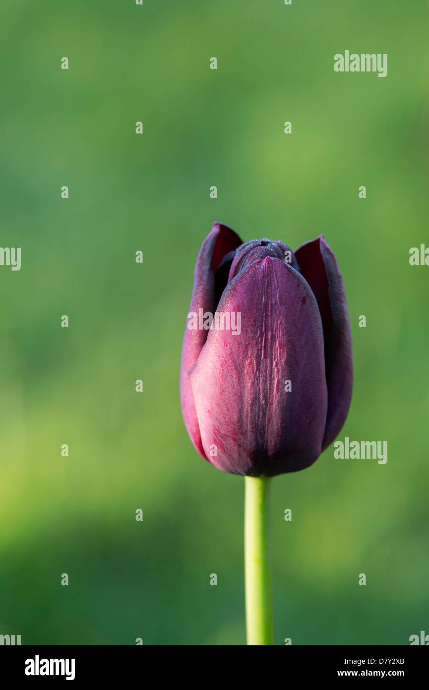 Tulipa "Königin der Nacht". Schwarze Tulpe Blume Stockfoto