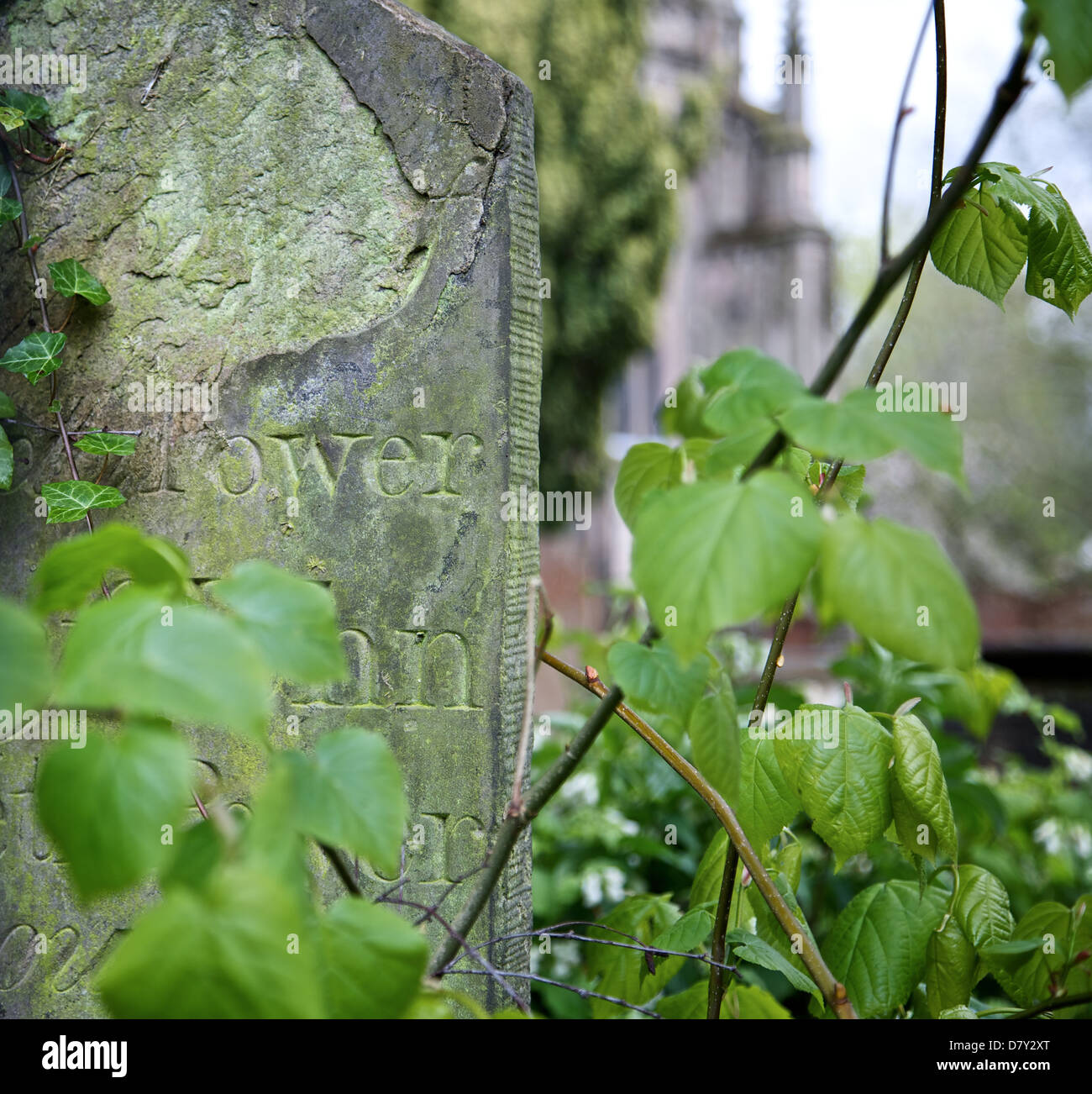 Überwucherten Grabstein im Friedhof Stockfoto