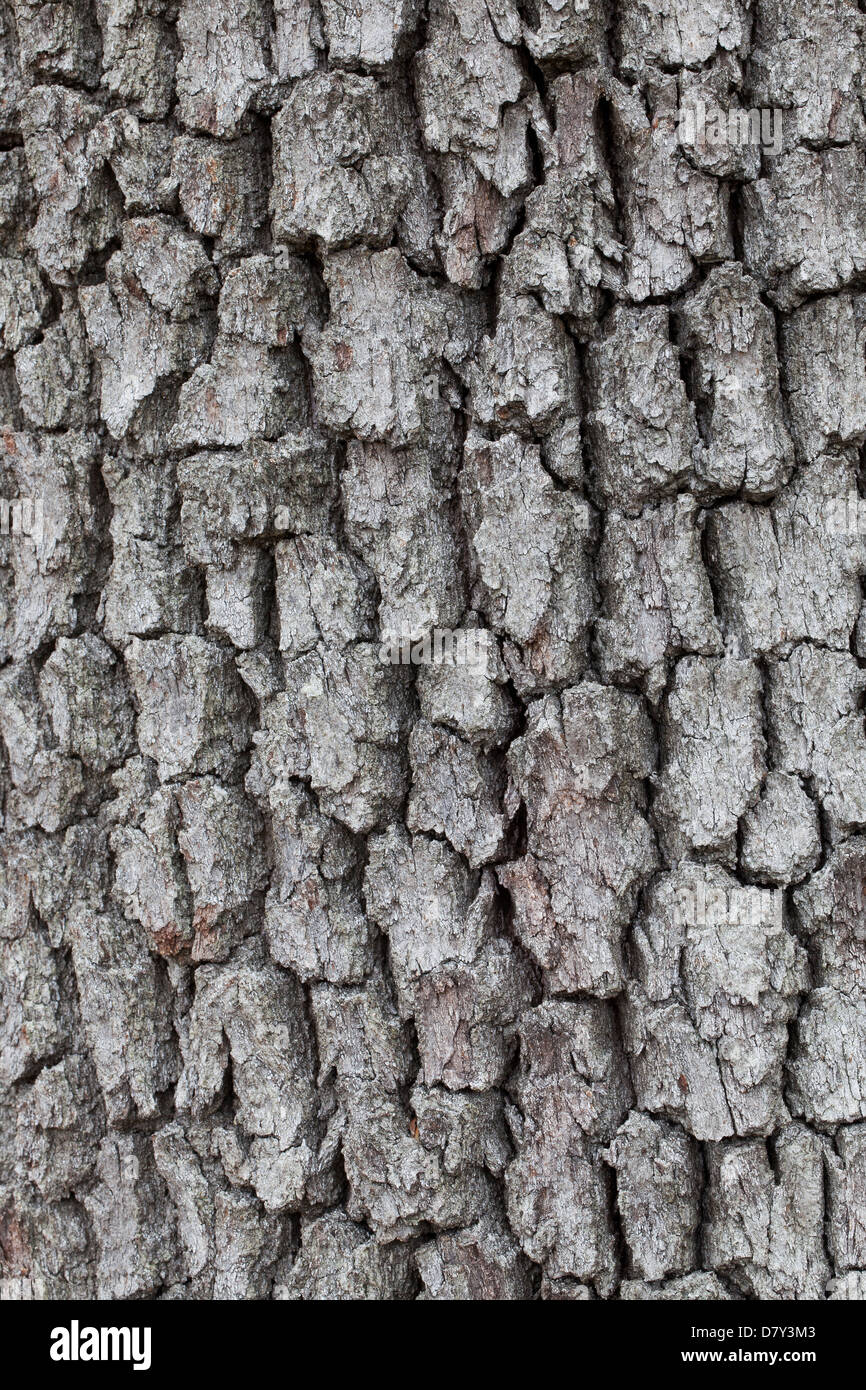 Traubeneiche / Cornwall Eiche / Eichenholz Eiche (Quercus Petraea / Quercus Sessiliflora) Großaufnahme der Rinde Stockfoto