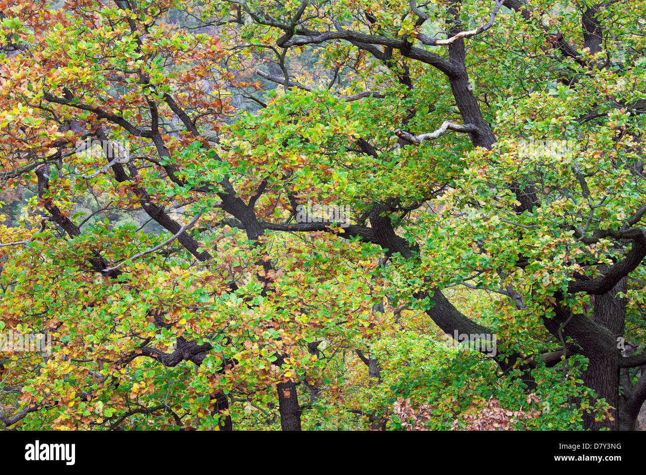 Traubeneiche / Cornwall Eiche / Eichenholz Eiche (Quercus Petraea / Quercus Sessiliflora) in Herbstfarben Stockfoto