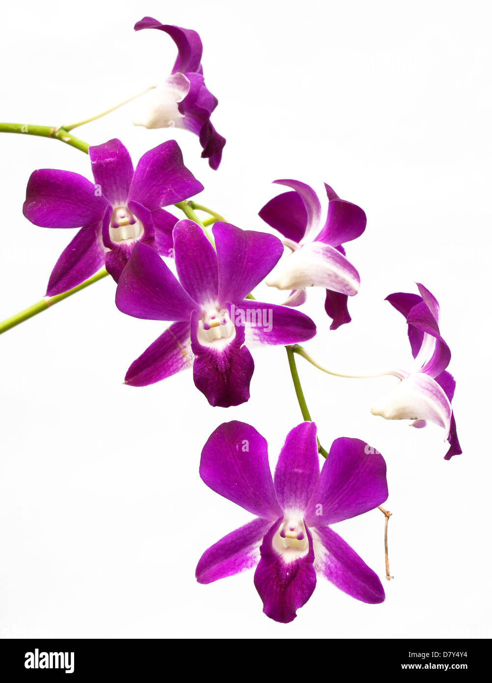 Lila weie Orchideen, Isolated on White Background Stockfotografie - Alamy