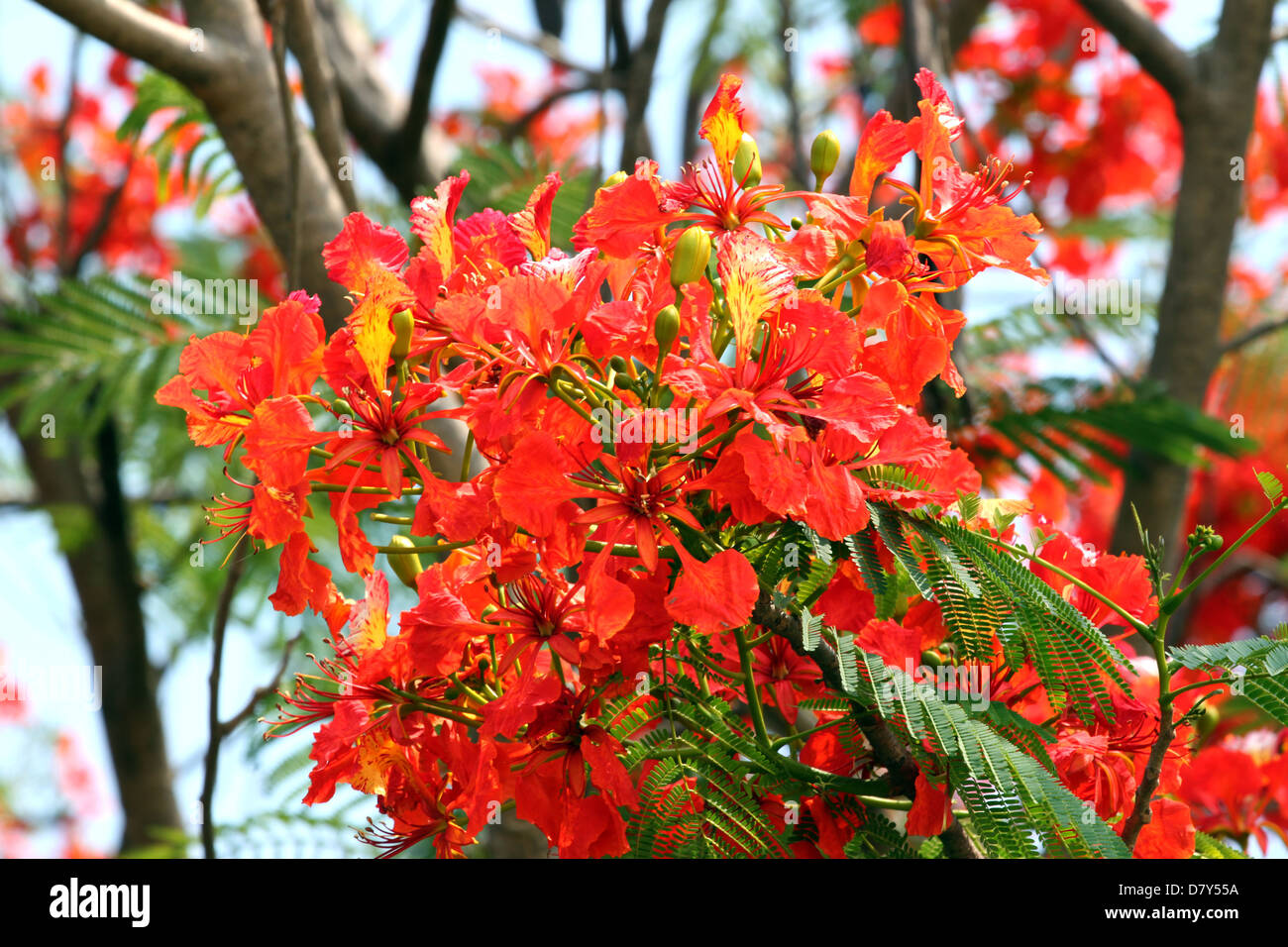 Pfau-Blumen blühen rot volle Baum aussehen schöner. Stockfoto