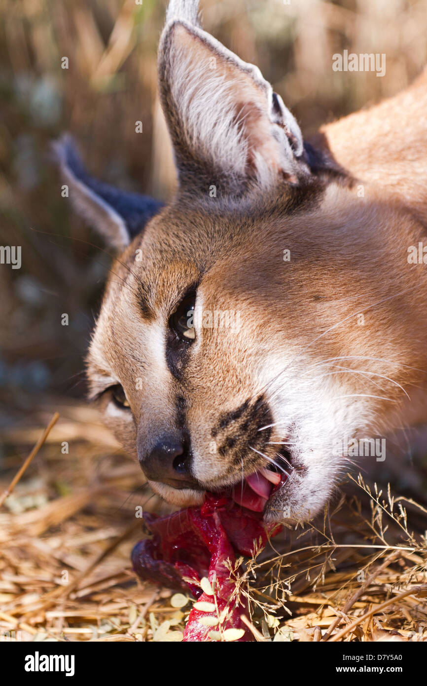 persischer Luchs Stockfoto