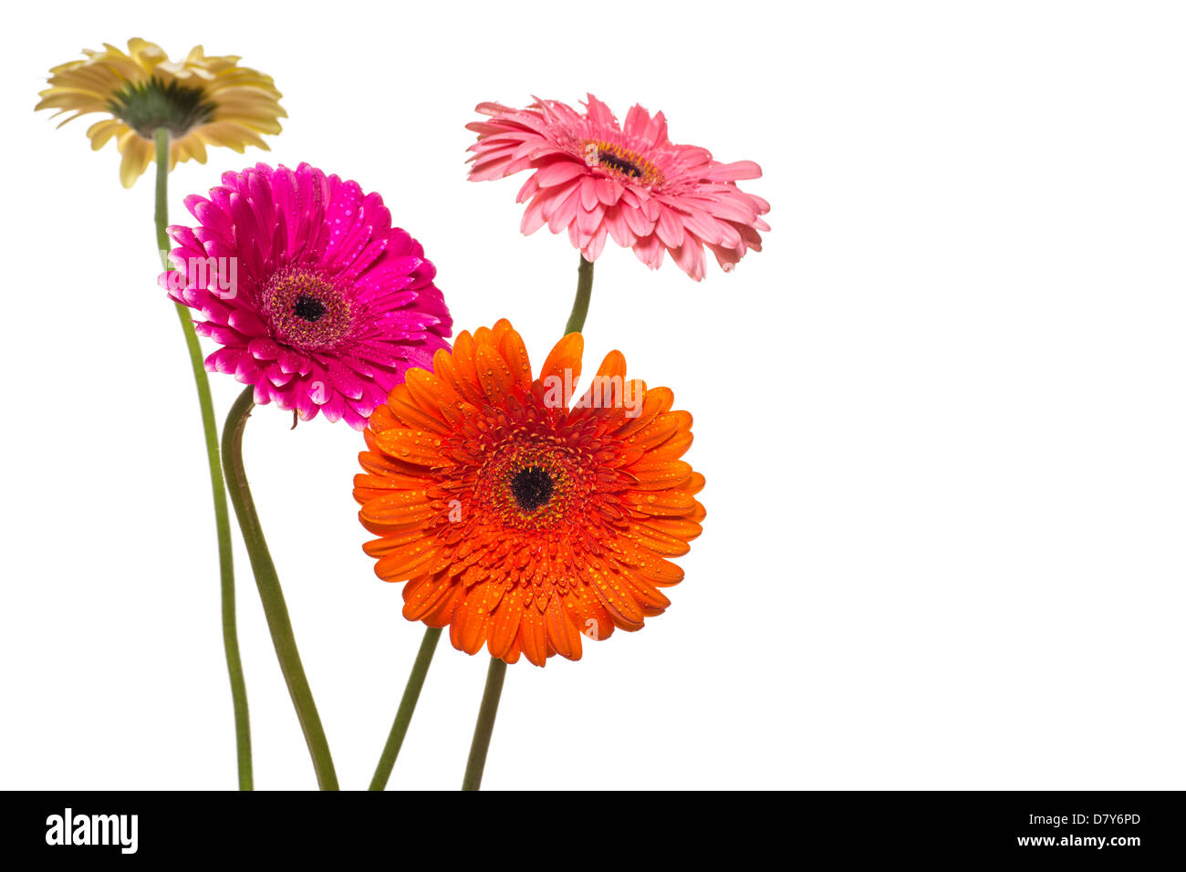 große schöne Gerbera Blumen auf weißem Hintergrund Stockfoto