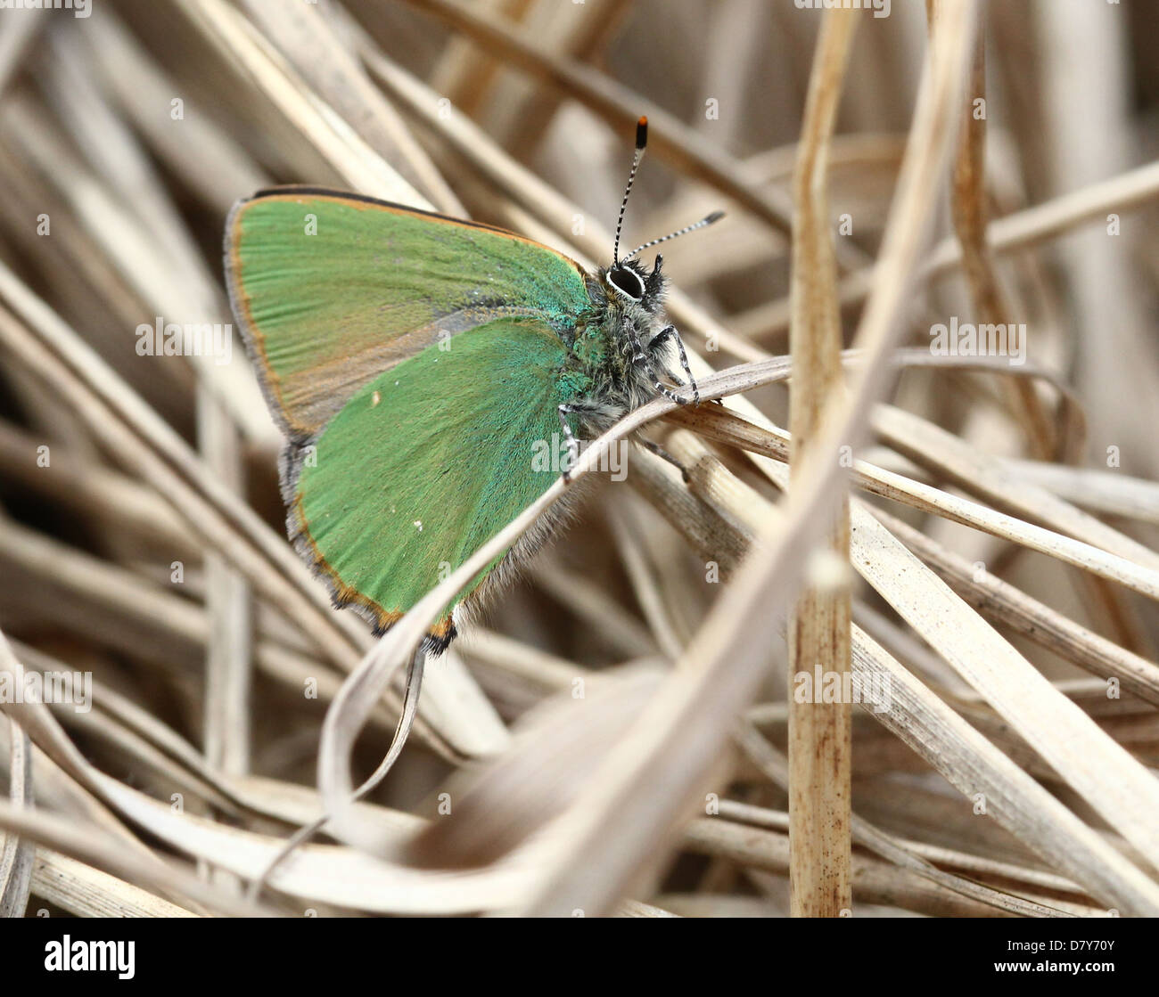 Makro Nahaufnahme eines grünen Zipfelfalter (Callophrys Rubi) Schmetterlings posiert auf dem Boden Stockfoto