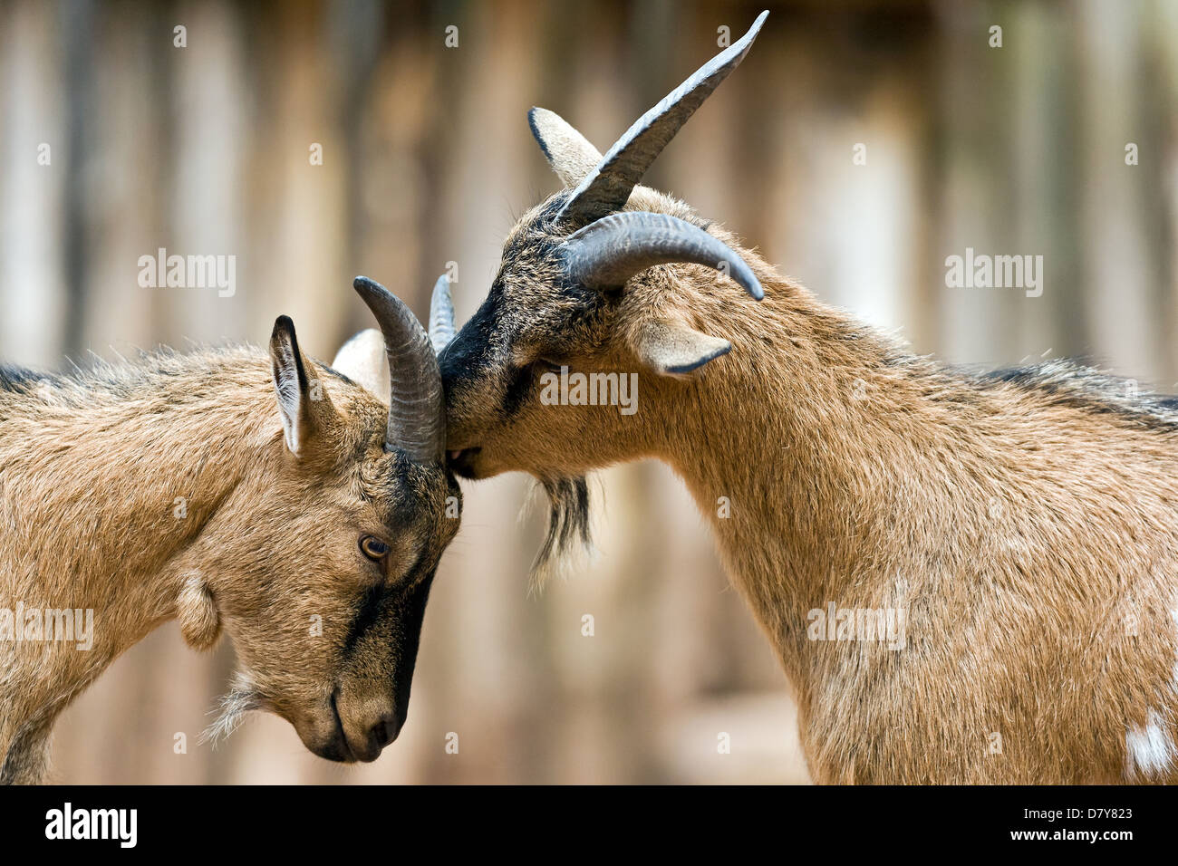 Zwergziegen Stockfoto