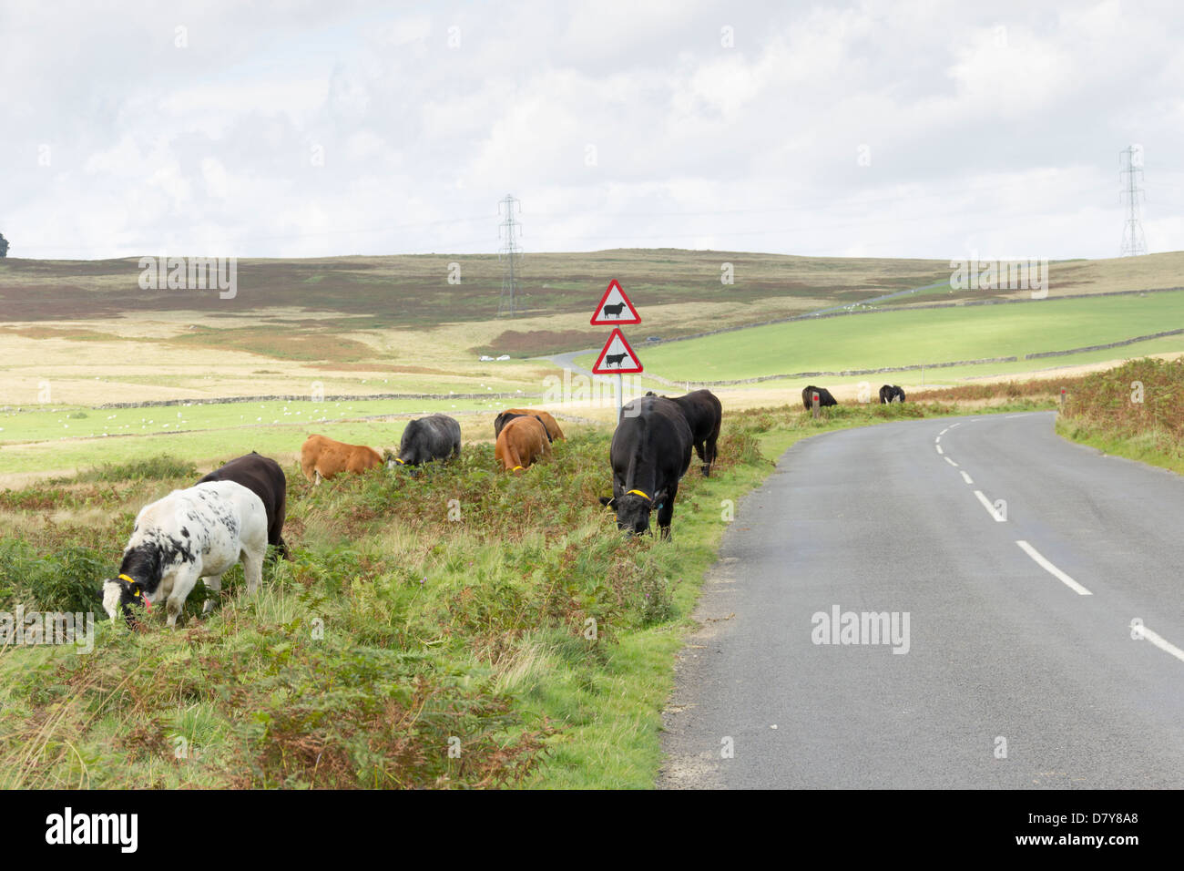 Rinder tragen hohe Sichtbarkeit Halsbänder um Straße Unfall, am Rande des B6261 in Cumbria unfenced Beweidung zu verringern. Stockfoto