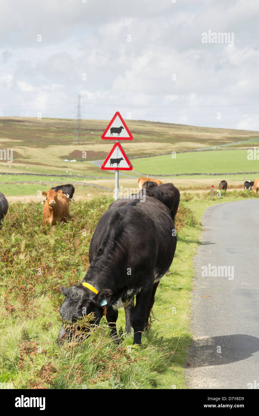 Rinder tragen hohe Sichtbarkeit Halsbänder um Straße Unfall, am Rande des B6261 in Cumbria unfenced Beweidung zu verringern. Stockfoto