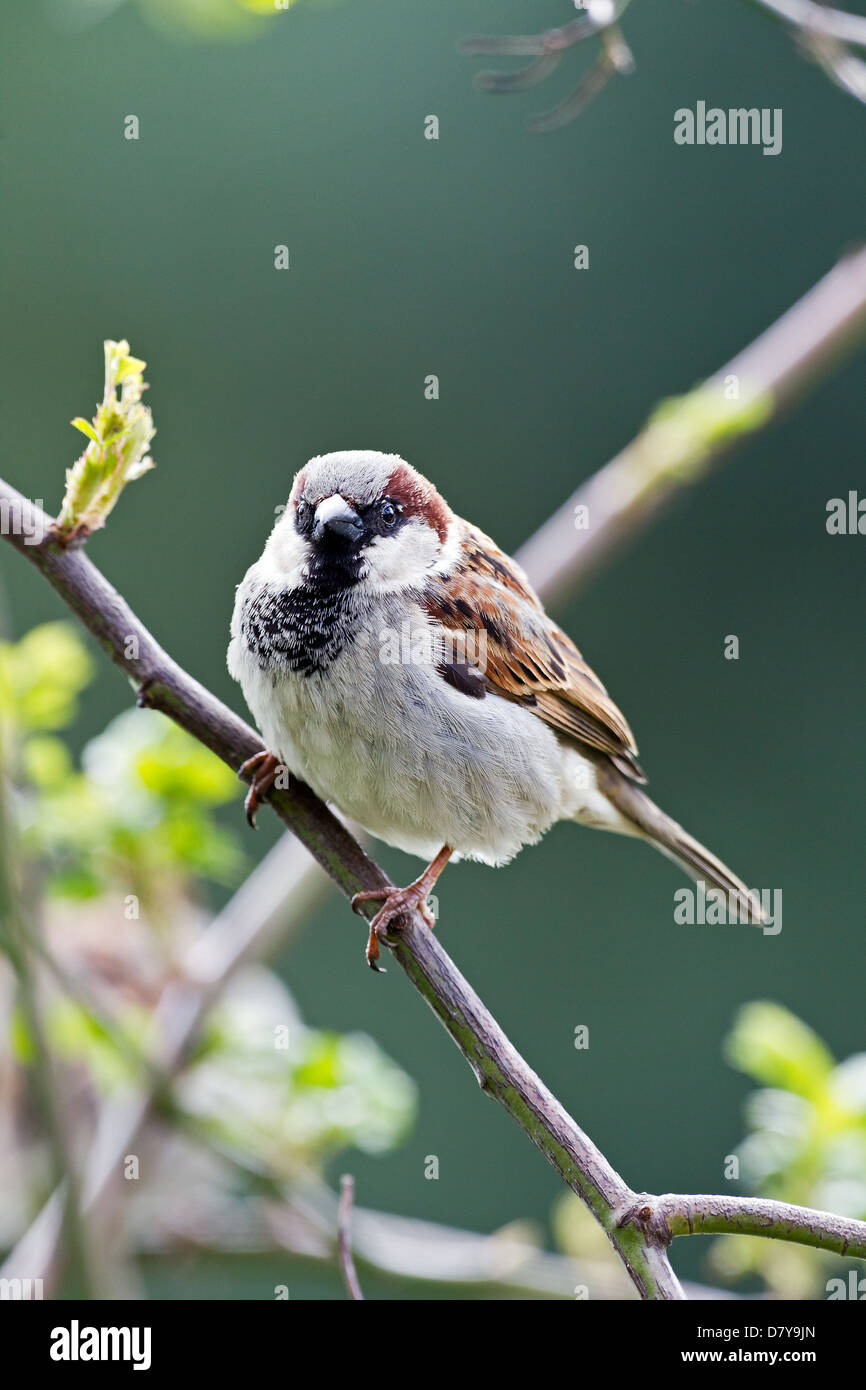 Haussperling Stockfoto