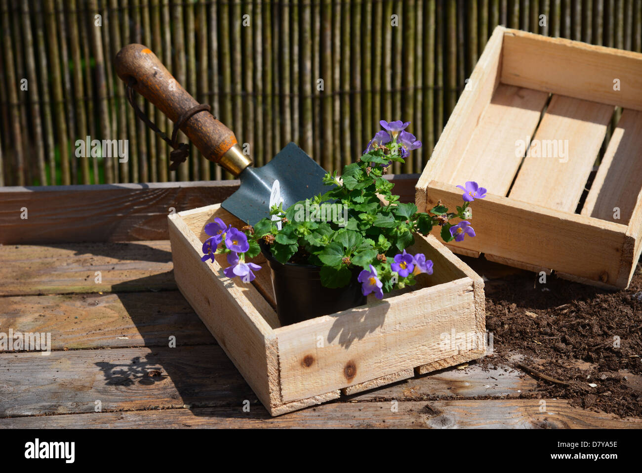 Bacopa große blaue bereit in Container gepflanzt werden Stockfoto