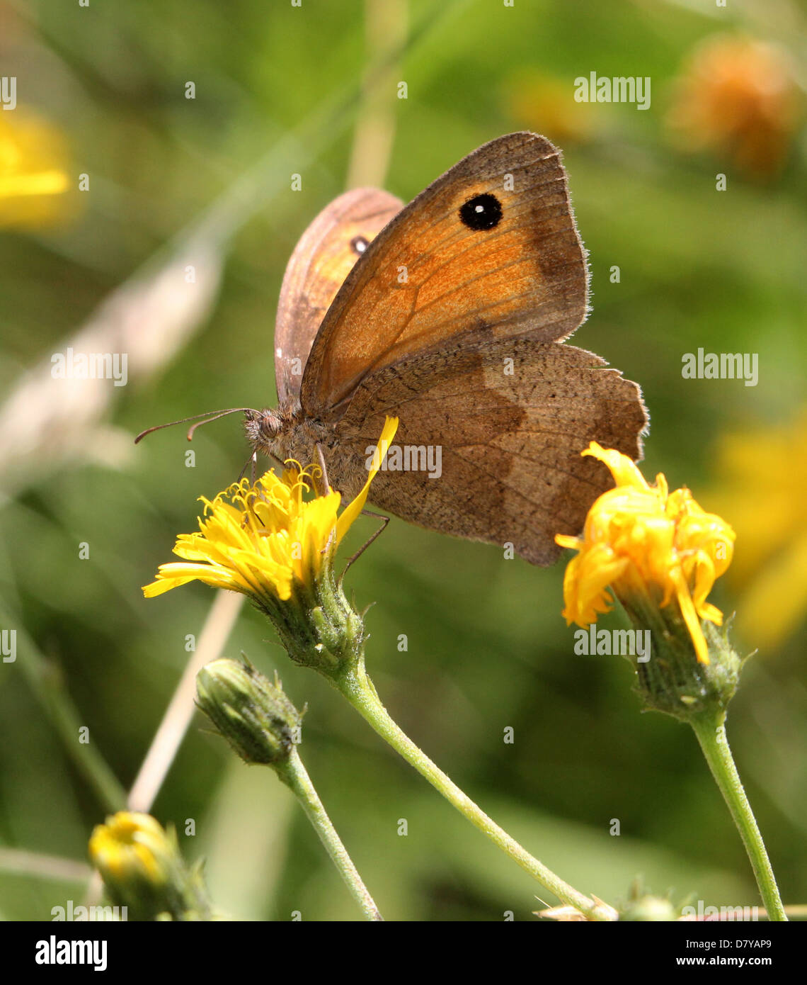 Nahaufnahme von einer Wiese Braun (Maniola Jurtina) Schmetterling posiert auf einer Blume Stockfoto