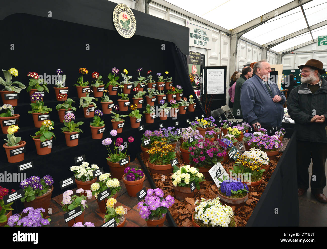 Zwei Herren im Gespräch durch die Primula Anzeige im Harrogate Spring Flower Show Yorkshire Stockfoto