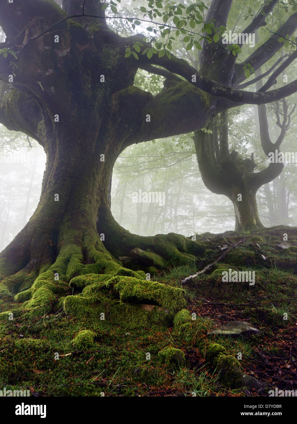 geheimnisvoll und verdrehte Bäume im Nebel mit grünen Wurzeln Stockfoto