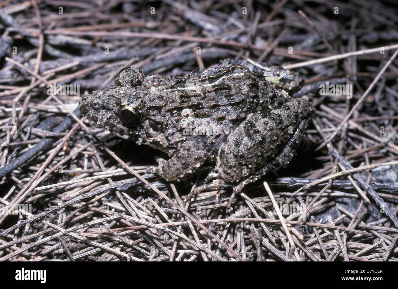 Cricket-Frosch (Fejervarya / Limnonectes Limnocharis: Ranidae) Juvenile, Thailand. Stockfoto