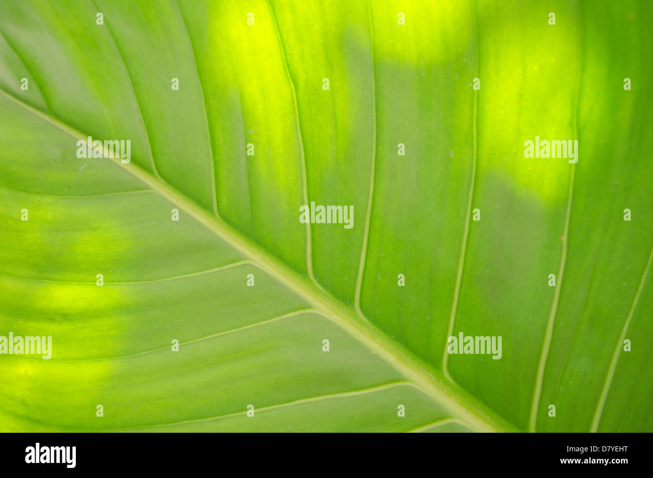 Colocasia Esculenta (L.) Schott var. Antiquorum (Schott) Hubb. et Rehder Stockfoto