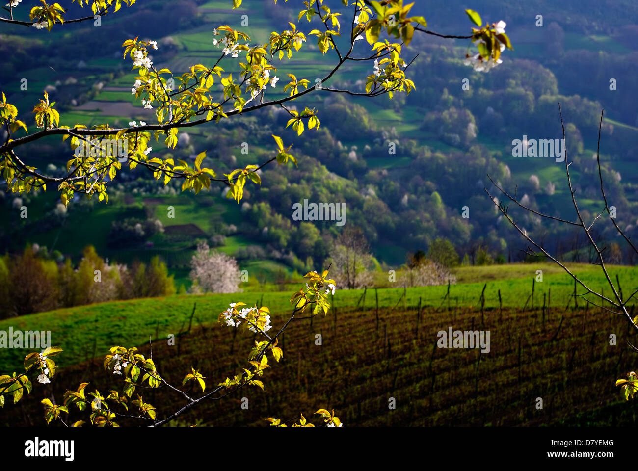 Ackerfläche auf Hügeln am sonnigen Frühlingstag, Baum Blüte vor. Stockfoto