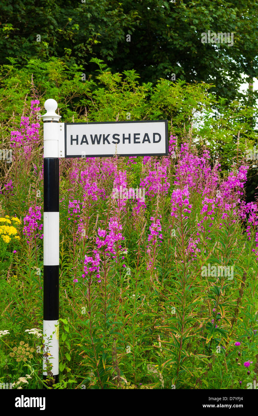 Rosebay Weidenröschen wächst hinter einem Straßenschild, Hawkshead in den Lake District National Park, Cumbria, England. Stockfoto