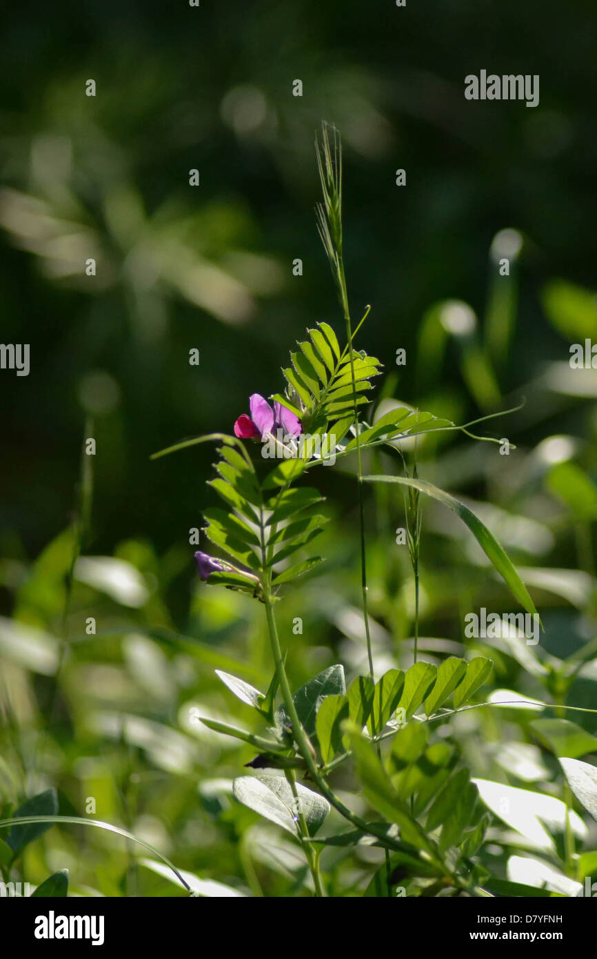 Schuss ein wenig lila Blume Stockfoto