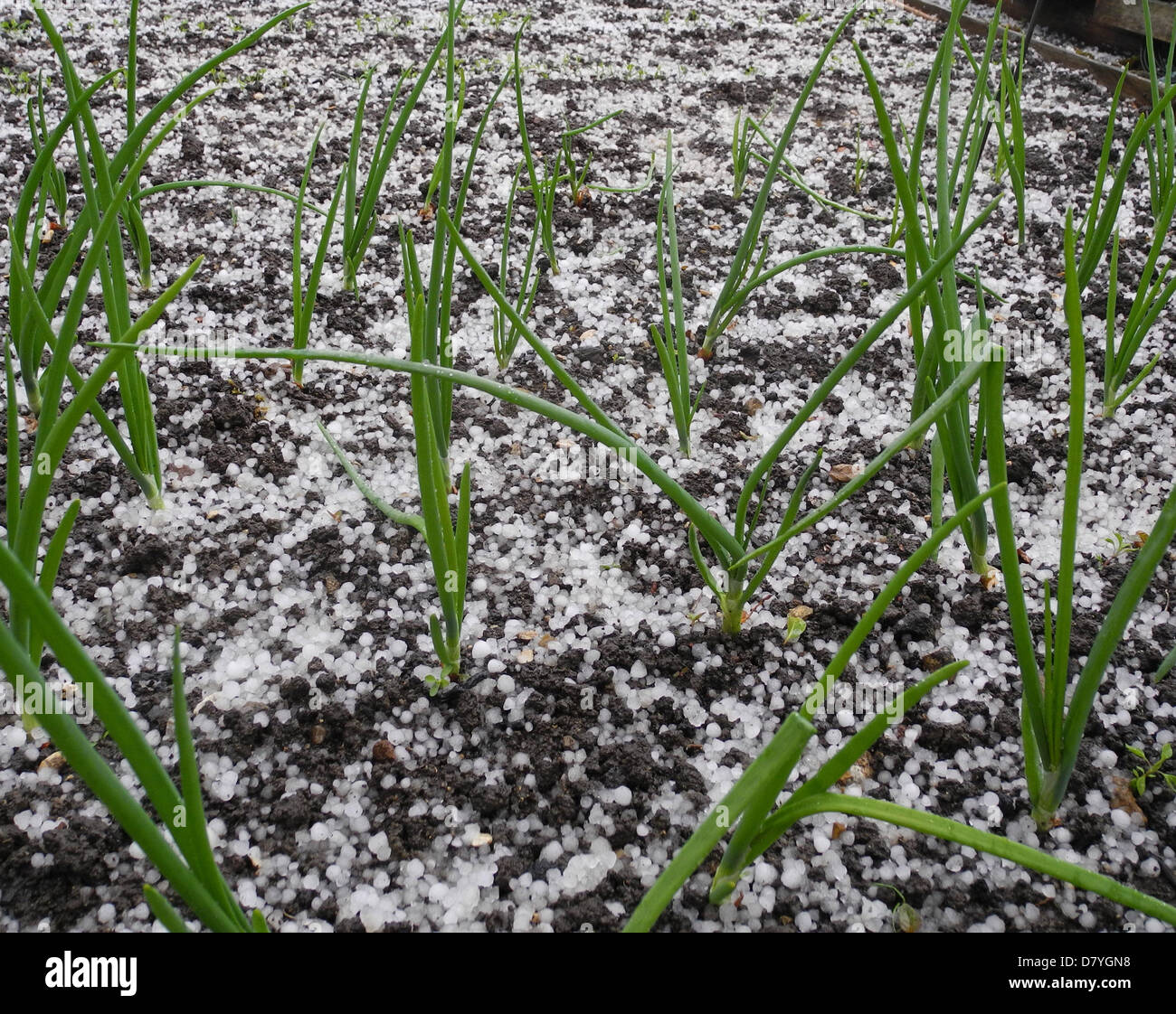 West Sussex, UK. 15 Mai, 2013. Hagel zertrümmert ihren Weg heute im Süden des Vereinigten Königreichs und angesichts der harten Arbeit des Gärtners. Aus den Archiven von Presse Portrait Service (ehemals Presse Portrait Bureau) Stockfoto